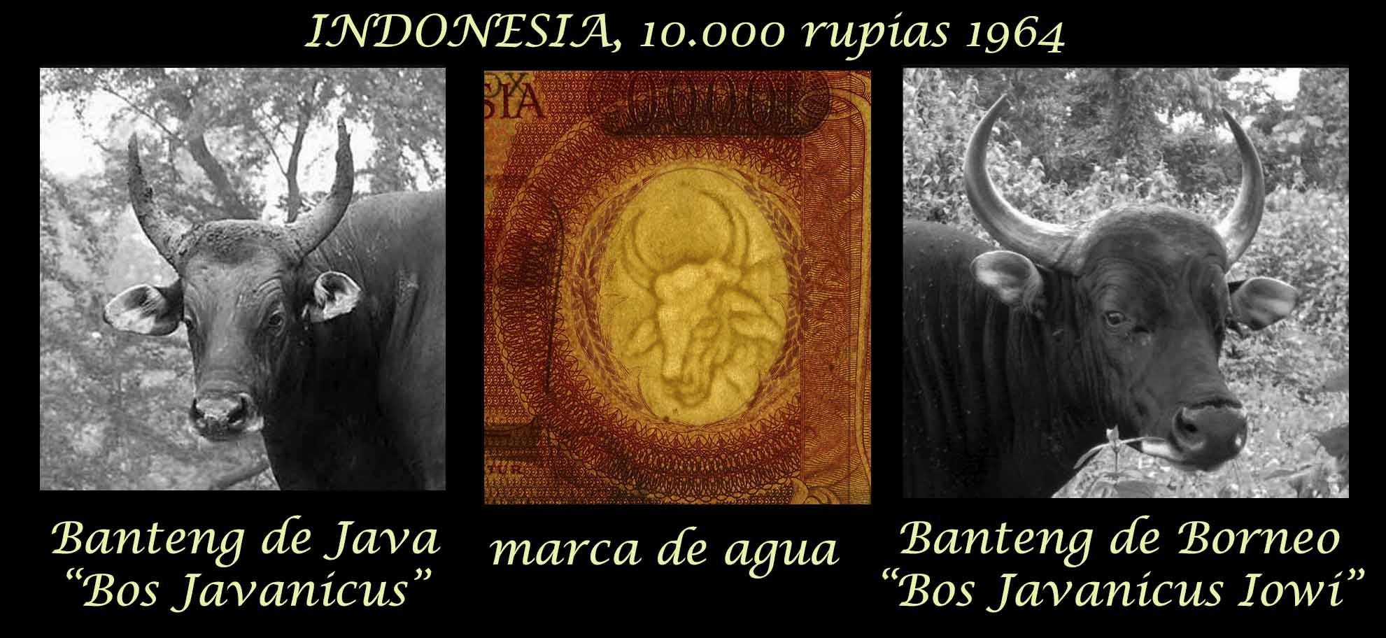 Indonesia 10.000 rupias 1964 1ª serie (170x95mm) pk.100 marca de agua
